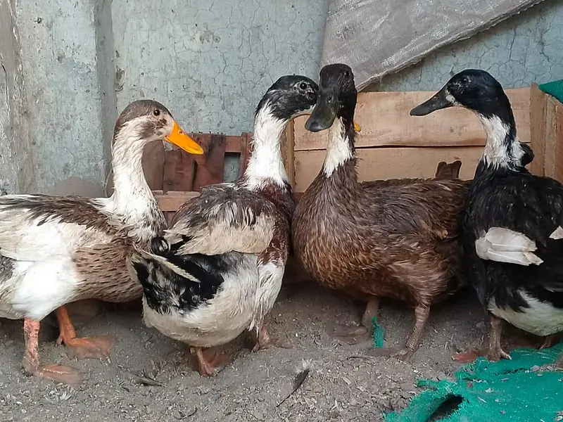 ghr ki pali hoi ducks — photo 8