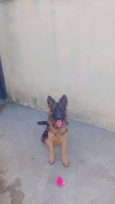dog sale