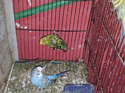 Exhibition and exhibition hogo Budgies for sale