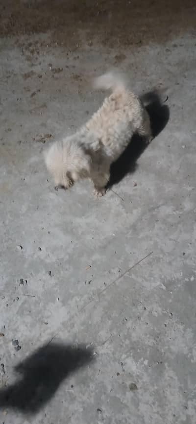 fancy puppy