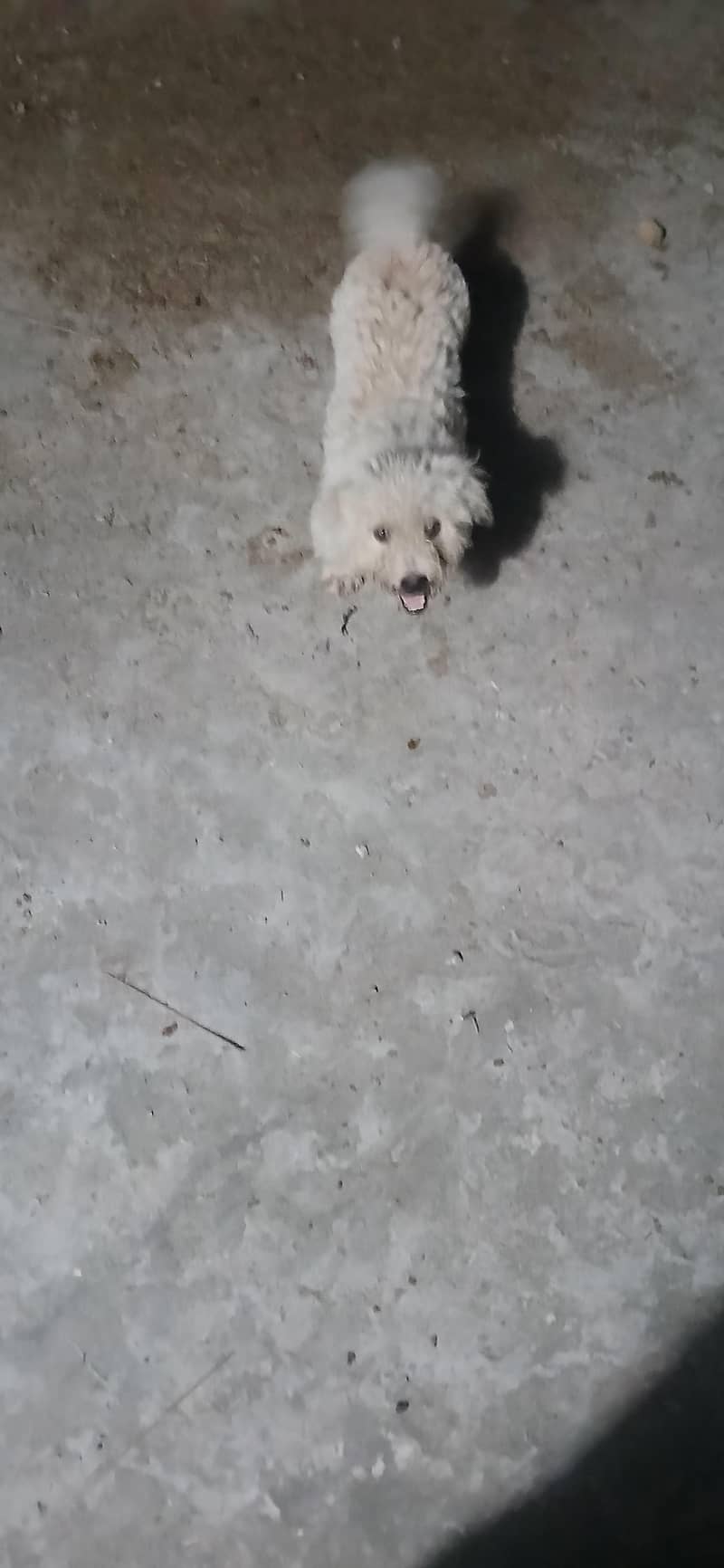 fancy puppy 1
