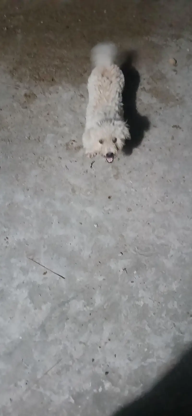 fancy puppy — photo 2