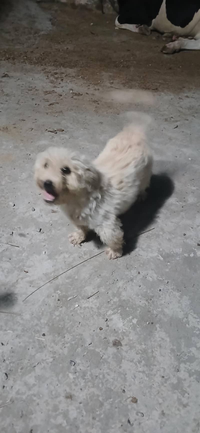 fancy puppy 2