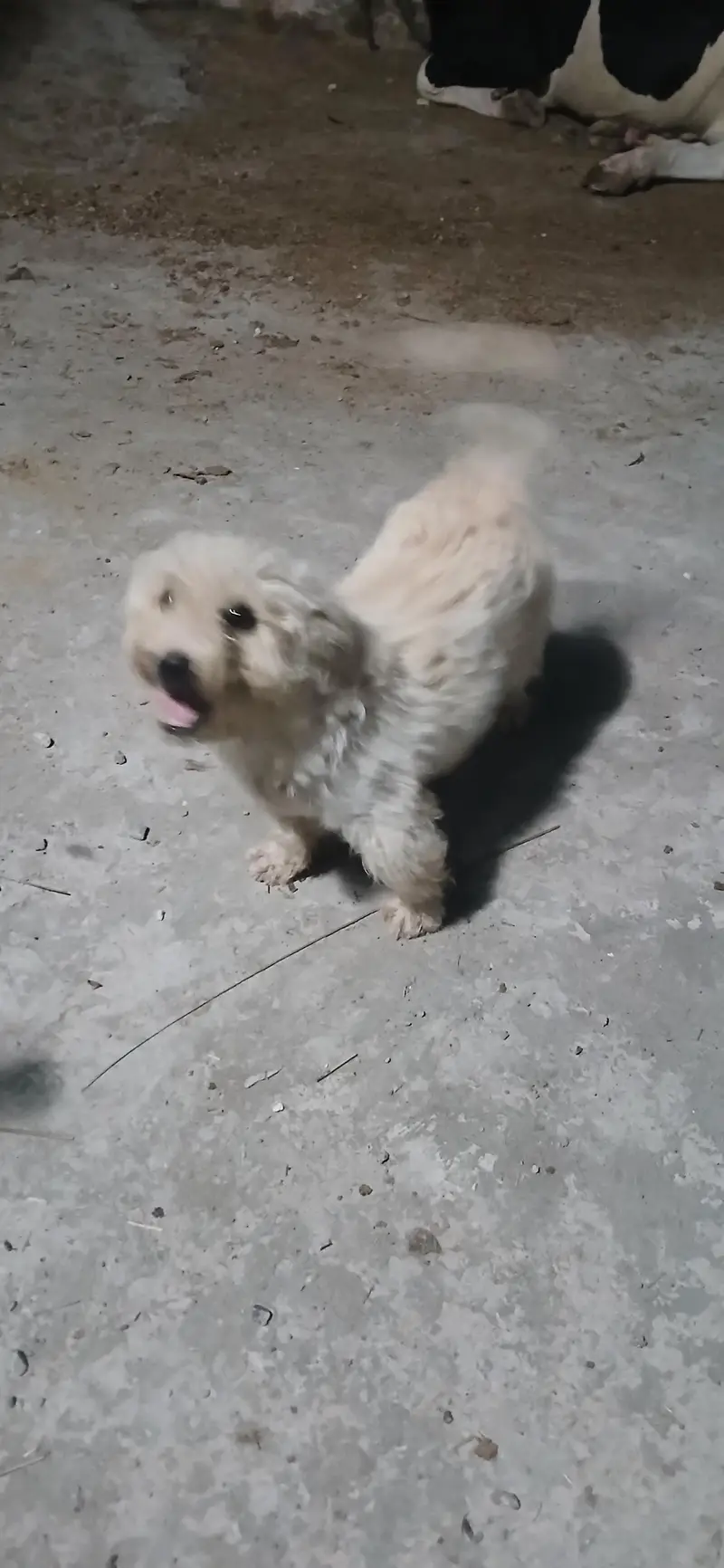 fancy puppy — photo 3