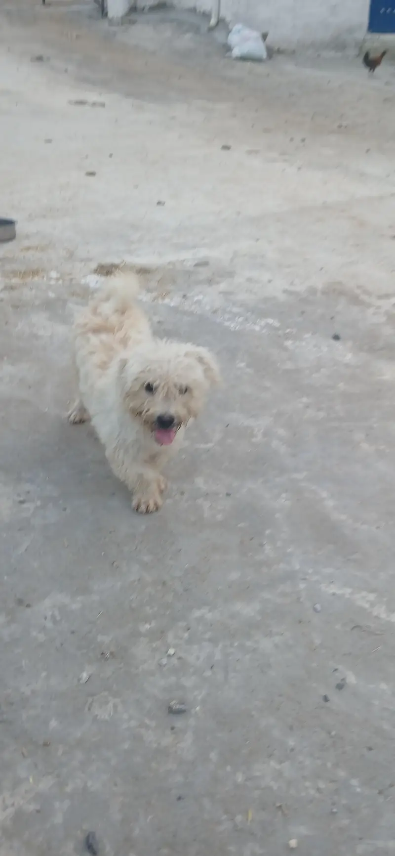 fancy puppy — photo 4