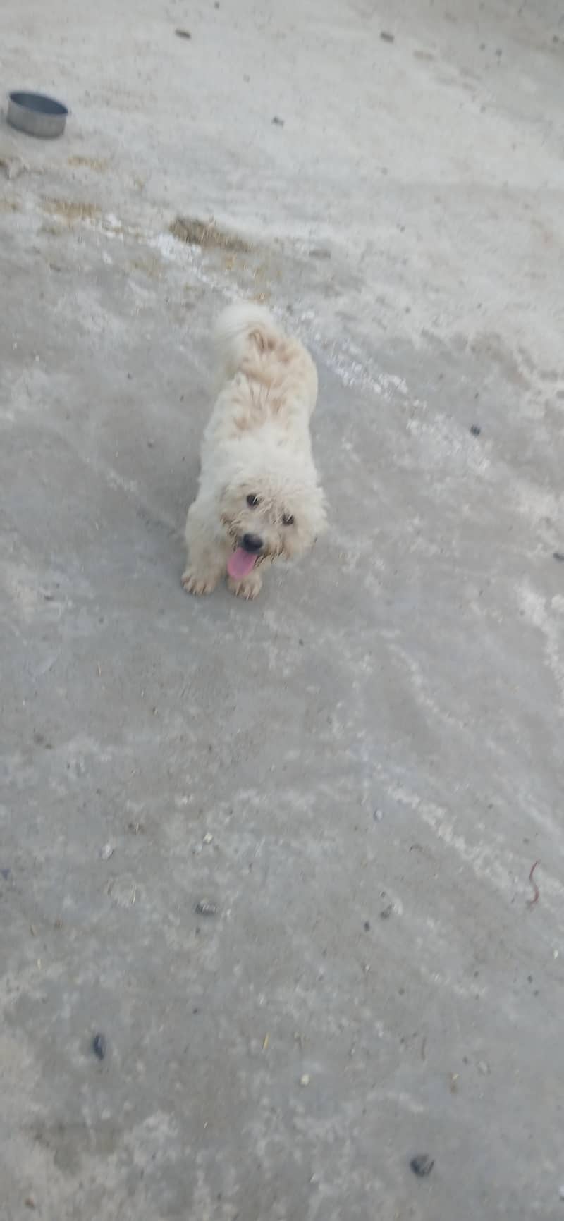 fancy puppy 4