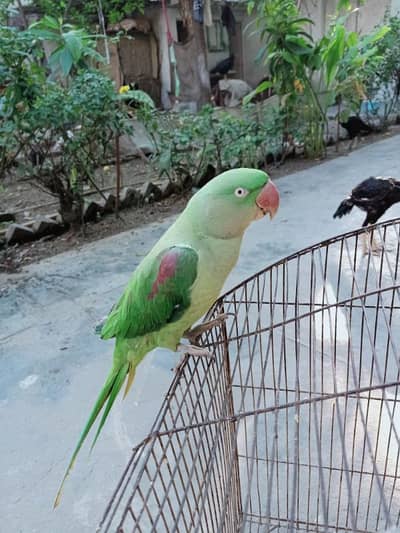 Raw parrot for salr