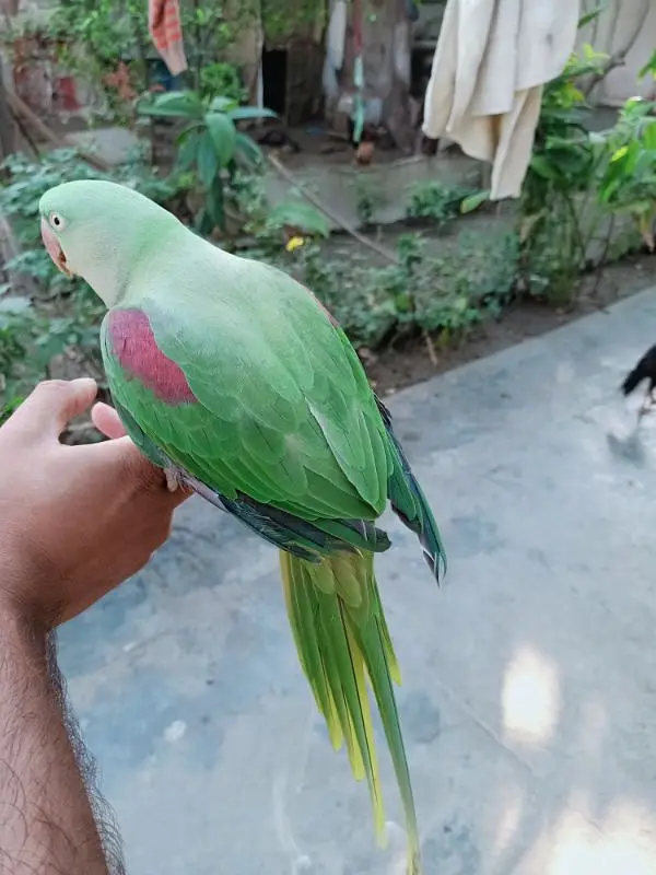 Raw parrot for salr — photo 2