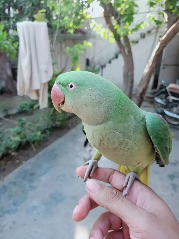 Raw parrot for salr — photo 3