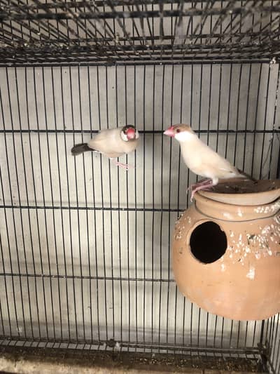 Fawn white and silver java breeder pairs