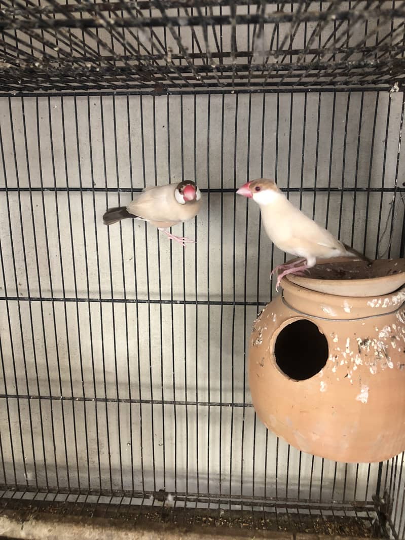 Fawn white and silver java breeder pairs 0