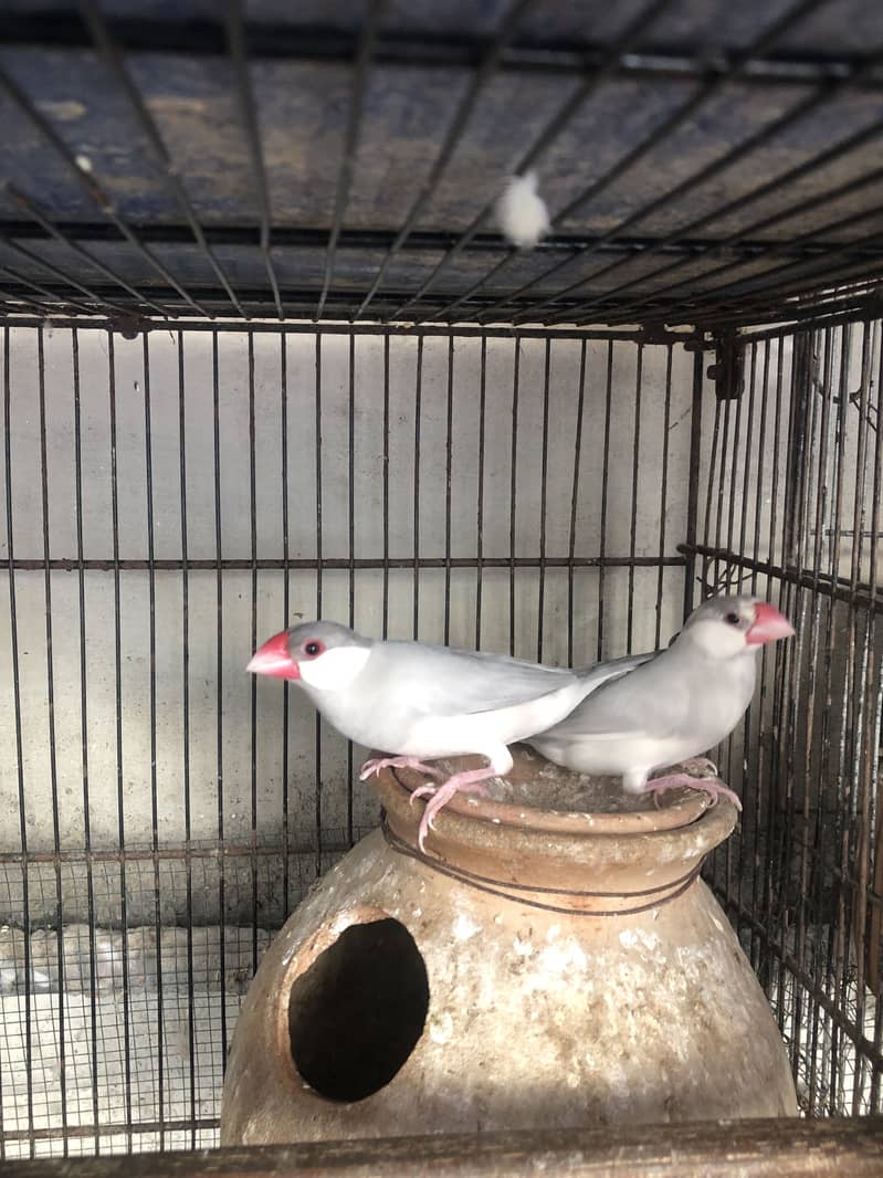 Fawn white and silver java breeder pairs 1