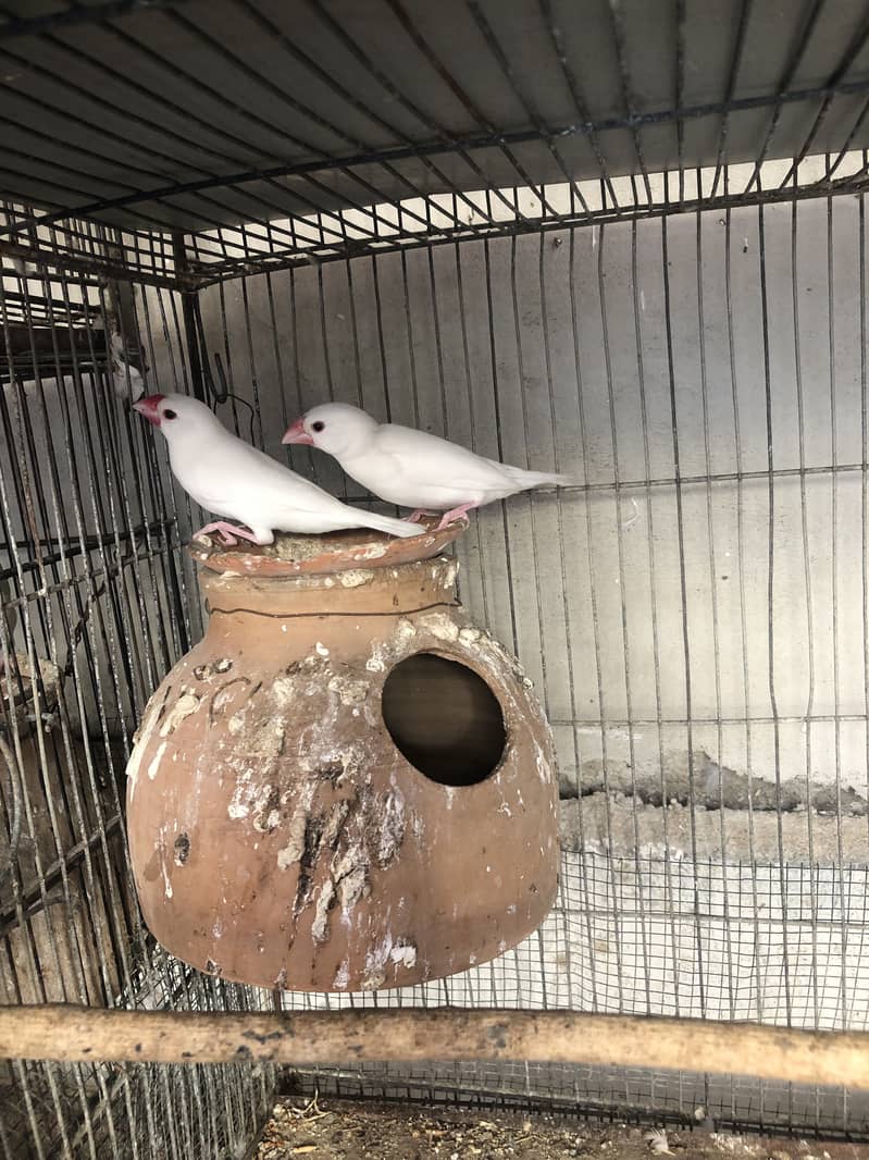 Fawn white and silver java breeder pairs 2