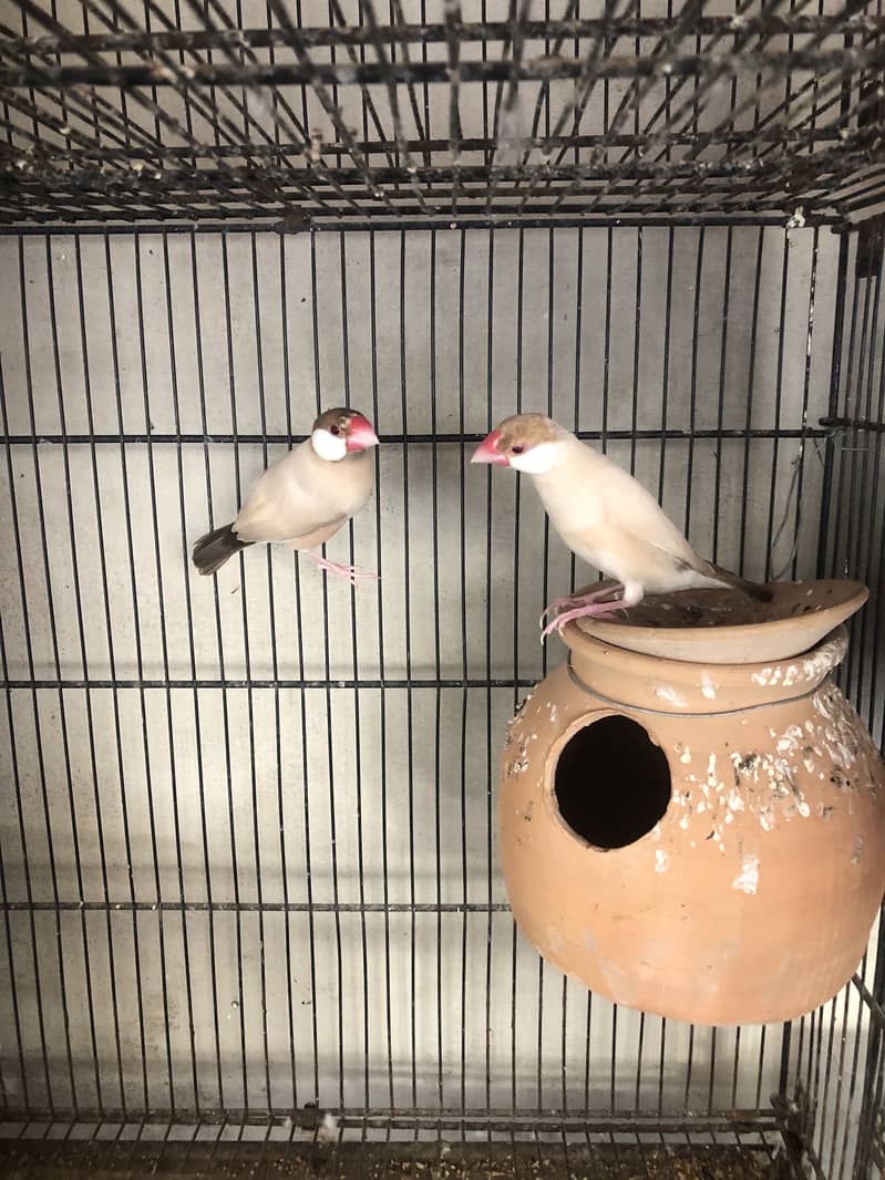 Fawn white and silver java breeder pairs 3