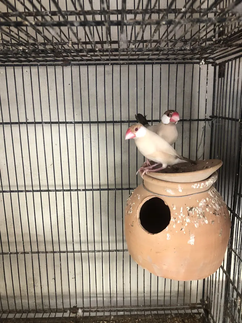 Fawn white and silver java breeder pairs — photo 5