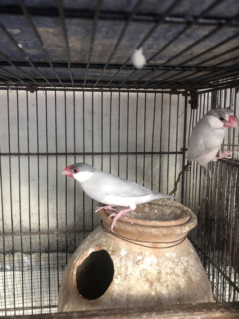 Fawn white and silver java breeder pairs 5