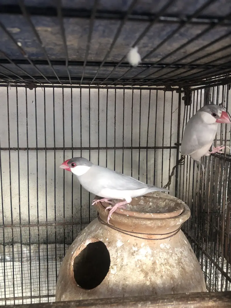 Fawn white and silver java breeder pairs — photo 6