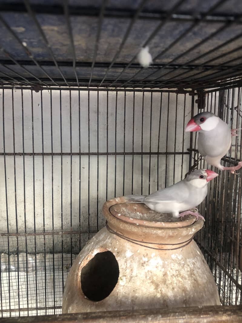 Fawn white and silver java breeder pairs 6