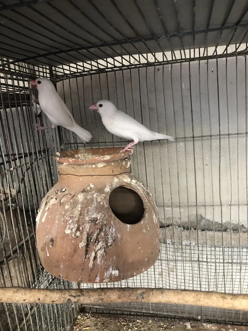 Fawn white and silver java breeder pairs — photo 8