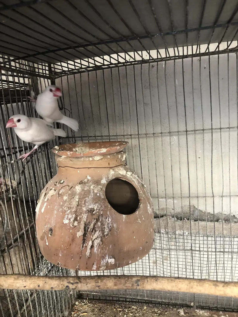 Fawn white and silver java breeder pairs — photo 9
