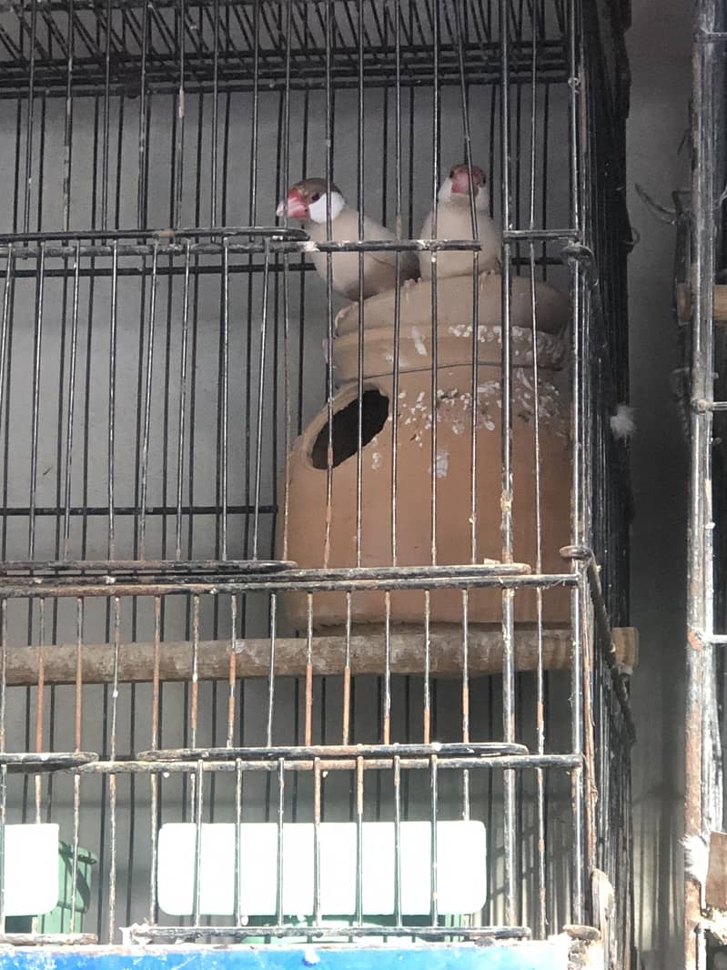Fawn white and silver java breeder pairs 9