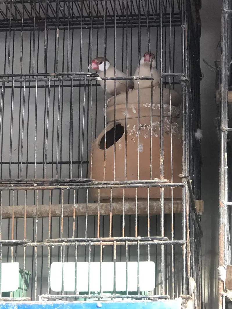 Fawn white and silver java breeder pairs — photo 10