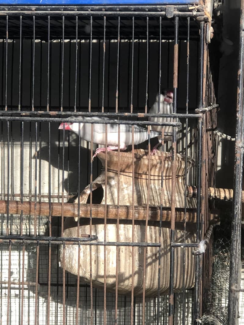 Fawn white and silver java breeder pairs 10
