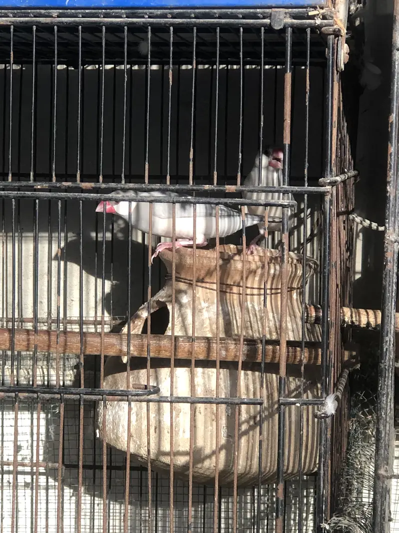 Fawn white and silver java breeder pairs — photo 11