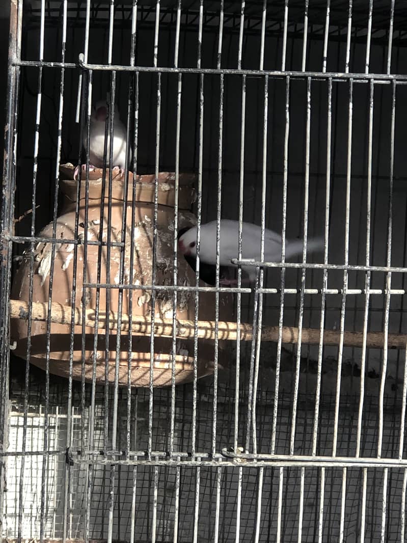 Fawn white and silver java breeder pairs 11