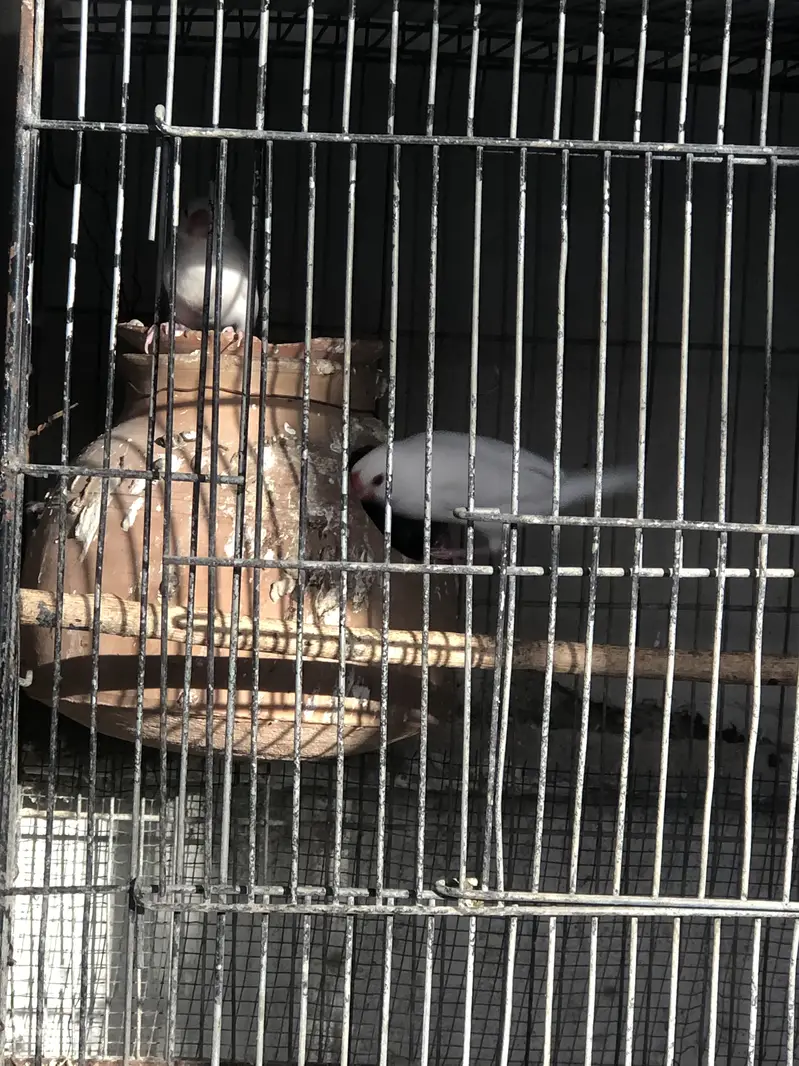 Fawn white and silver java breeder pairs — photo 12