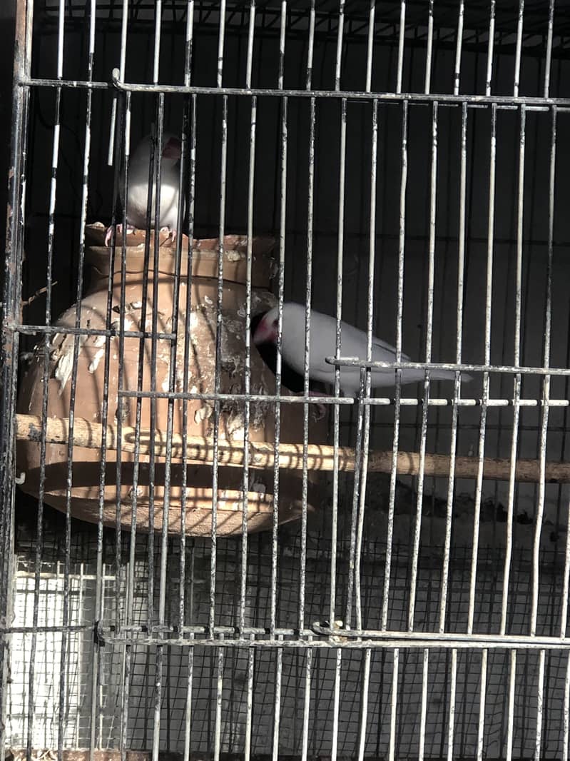 Fawn white and silver java breeder pairs 12