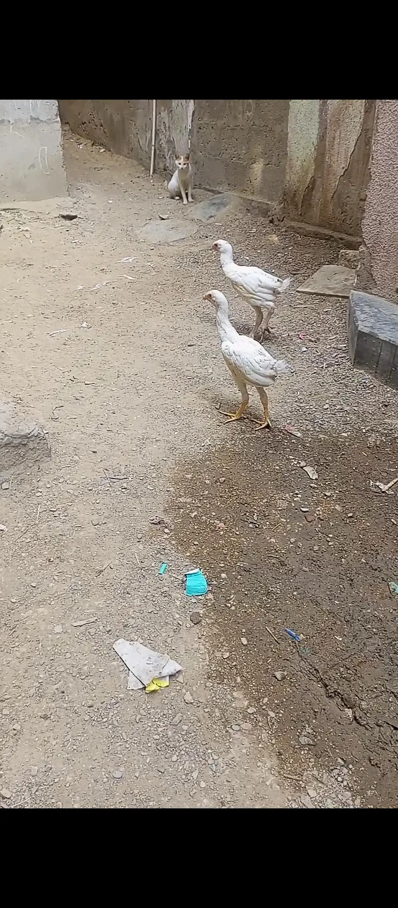 Aseel heera Ka Jora — photo 4