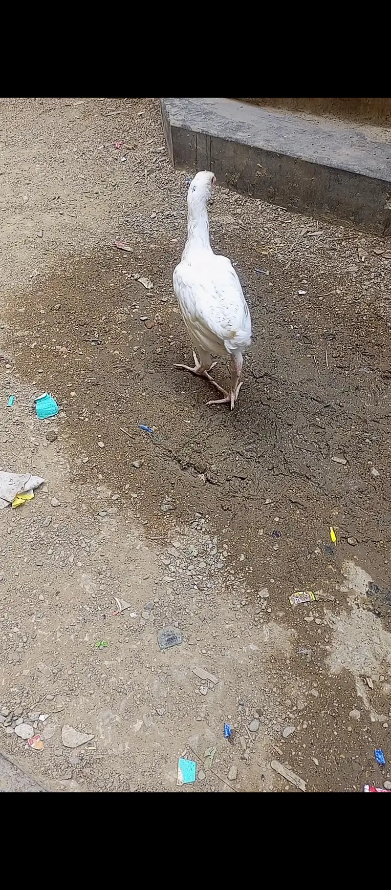 Aseel heera Ka Jora — photo 5