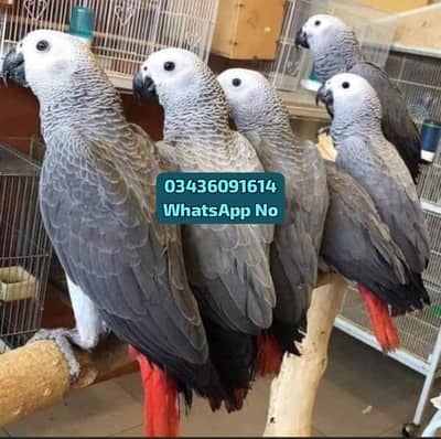 African Grey Parrot for sale 10 month age