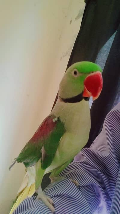 Raw Parrot Talking with cage