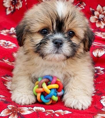 Cute Male Shih Tzu Puppy for Sale 0308 2476955
