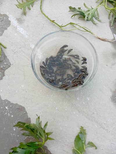 aquatic plants and snails