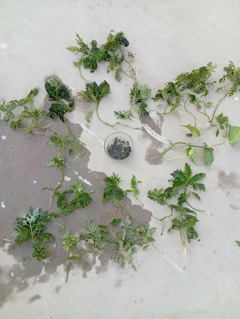 aquatic plants and snails — photo 2