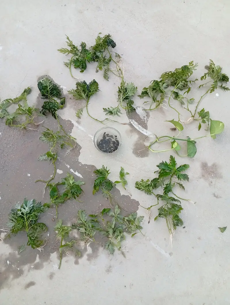 aquatic plants and snails — photo 3