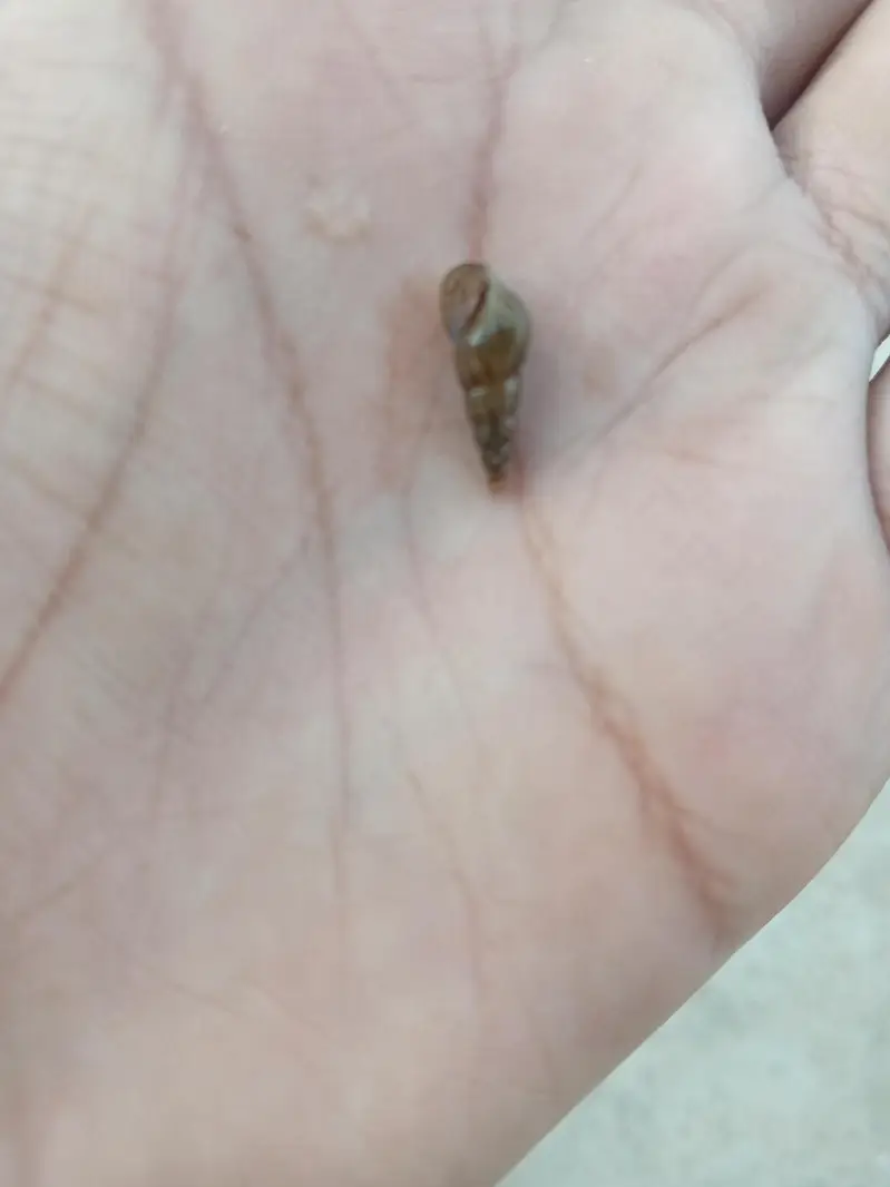 aquatic plants and snails — photo 4