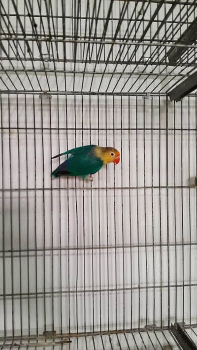 love bird female available