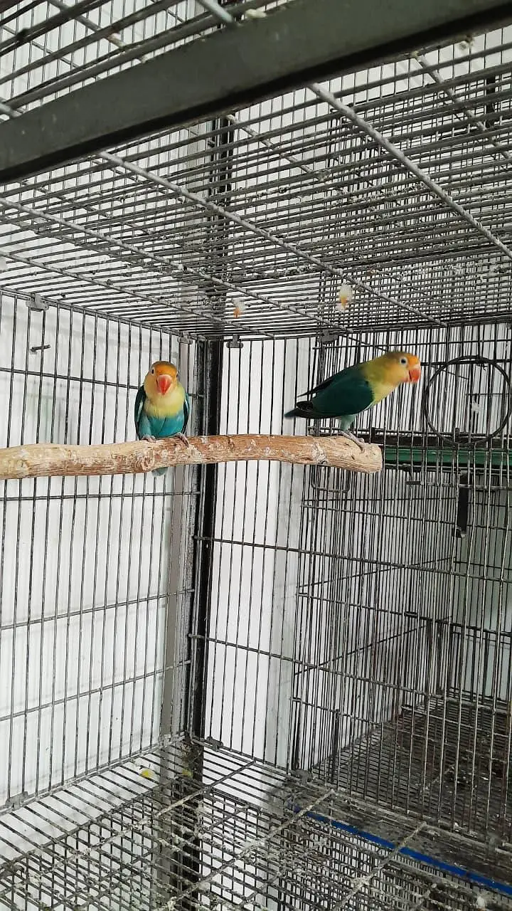 love bird female available — photo 2