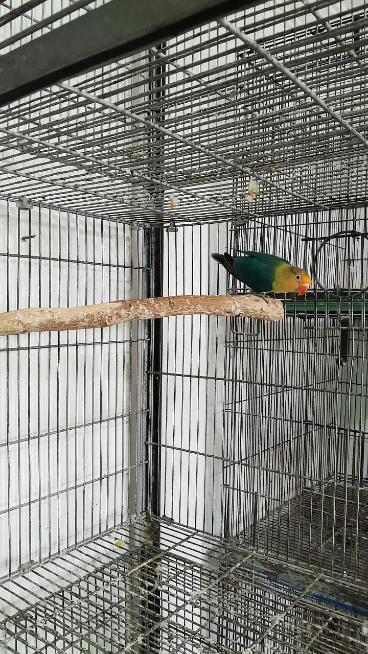 love bird female available — photo 3