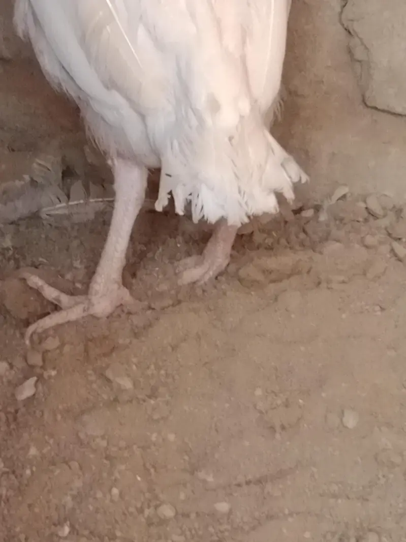 Aseel Heera Madi — photo 2