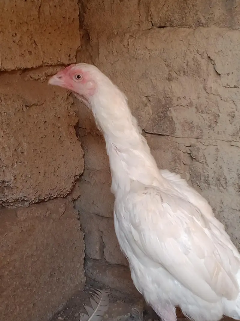 Aseel Heera Madi — photo 4