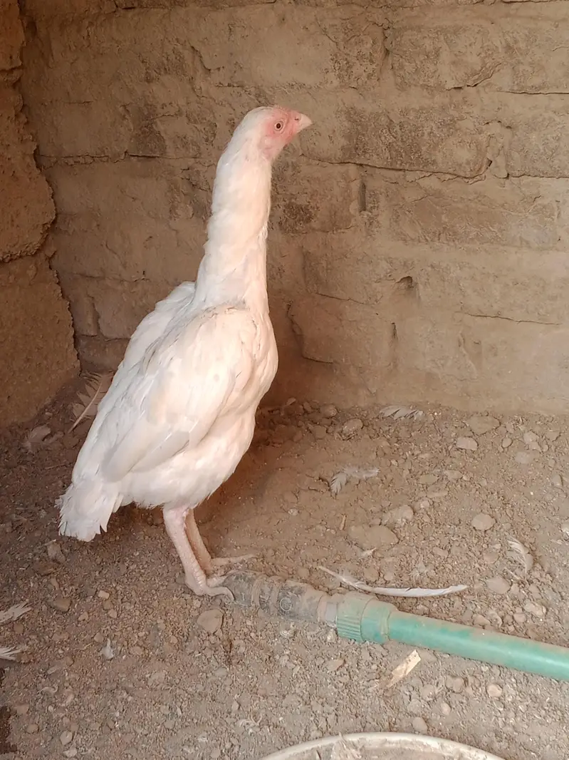 Aseel Heera Madi — photo 5