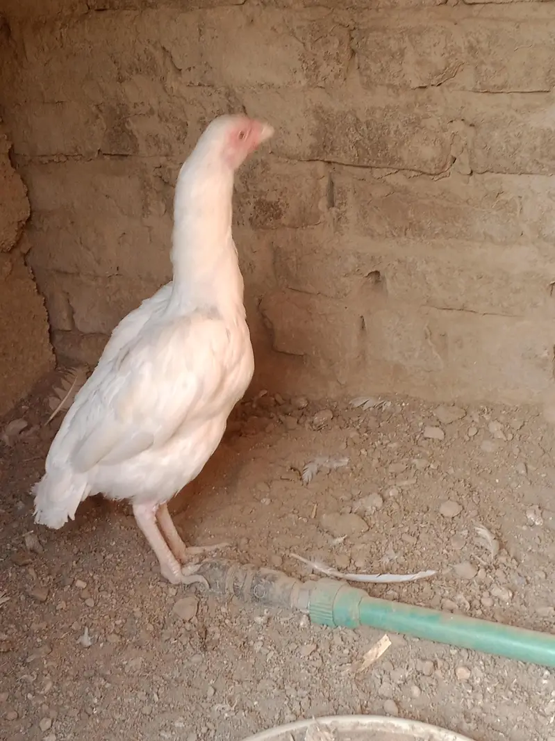 Aseel Heera Madi — photo 6