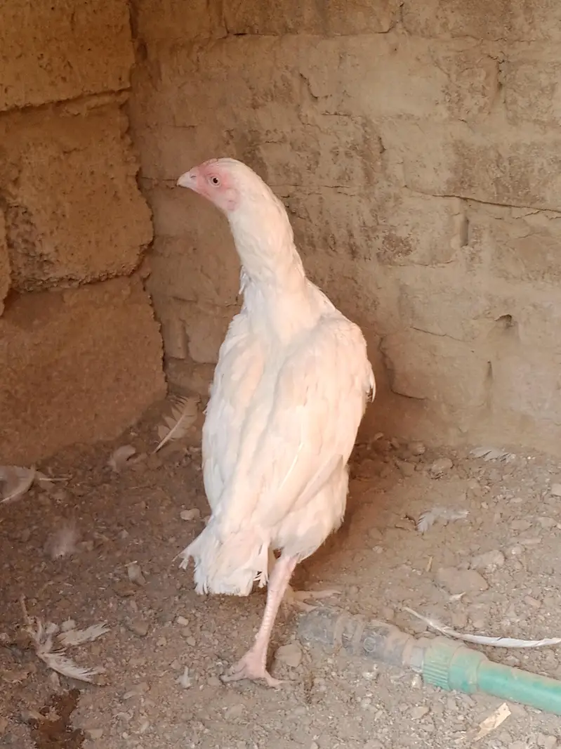 Aseel Heera Madi — photo 7