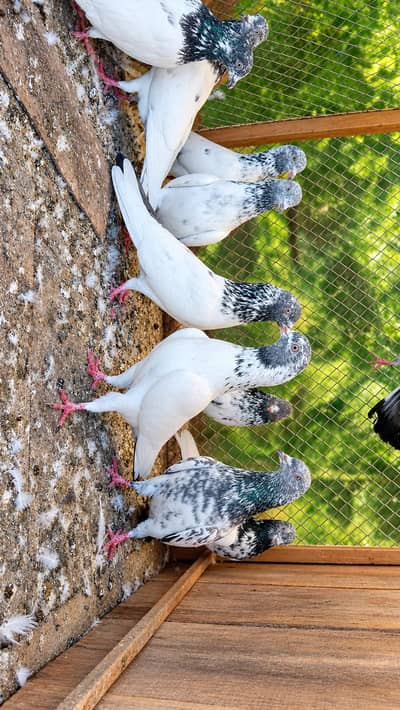 3 pairs,Males and Females