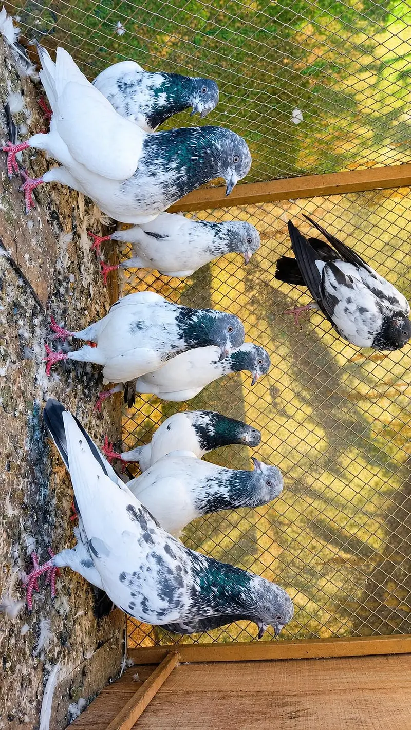 3 pairs,Males and Females — photo 2